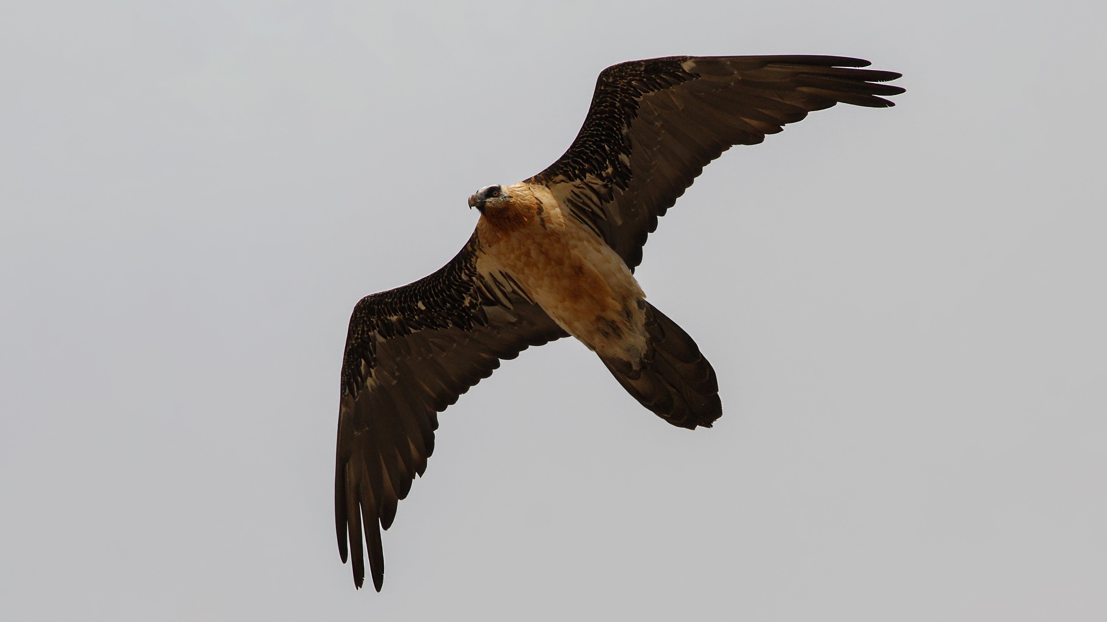 Bearded Vulture